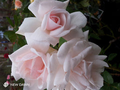 New Dawn Climbing Rose (bare rooted)