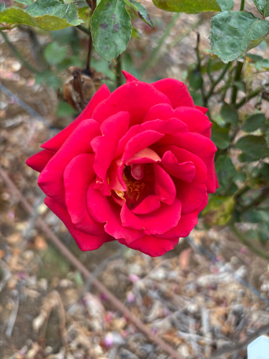 New Kleopatra Hybrid Tea 2ft patio standard