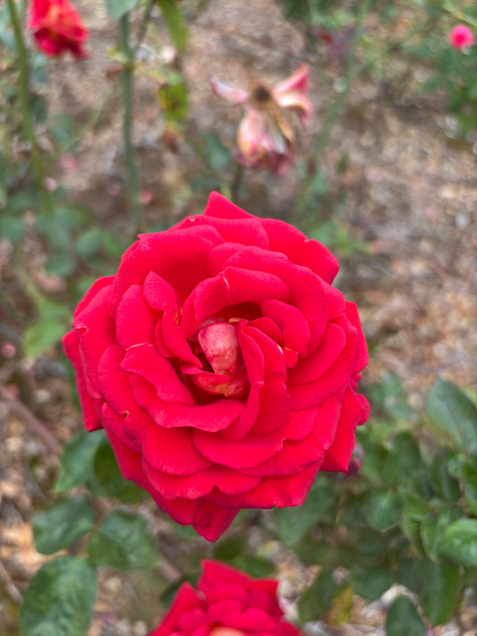 New Kleopatra Hybrid Tea Bush Rose (bare-rooted)