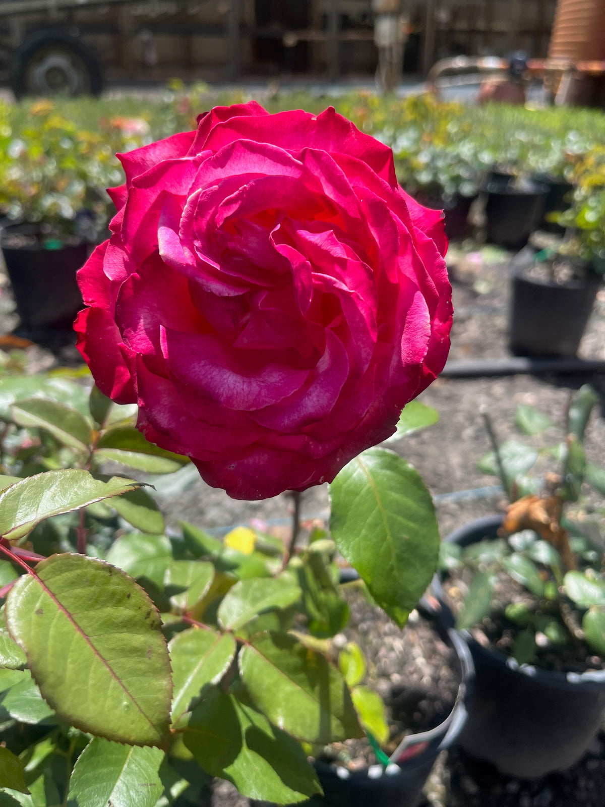 Olympic Torch Hybrid Tea Bush Rose