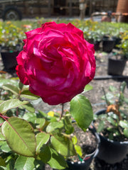 Olympic Torch Hybrid Tea Bush Rose (Bare-rooted)