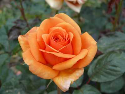 Our Copper Queen (Bareroot)