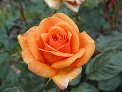 Our Copper Queen (Bareroot)