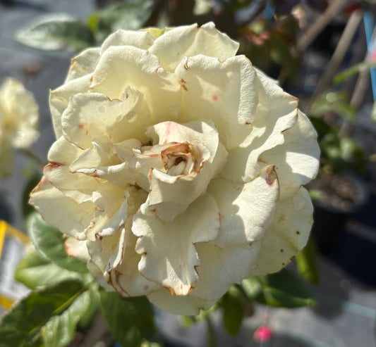 Our Vanilla Floribunda 2ft patio standard