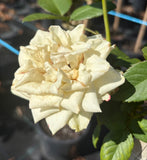 Our Vanilla Floribunda 2ft patio standard