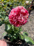 Papagino Floribunda Bush Rose