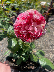 Papagino Floribunda Bush Rose (Bare-rooted)