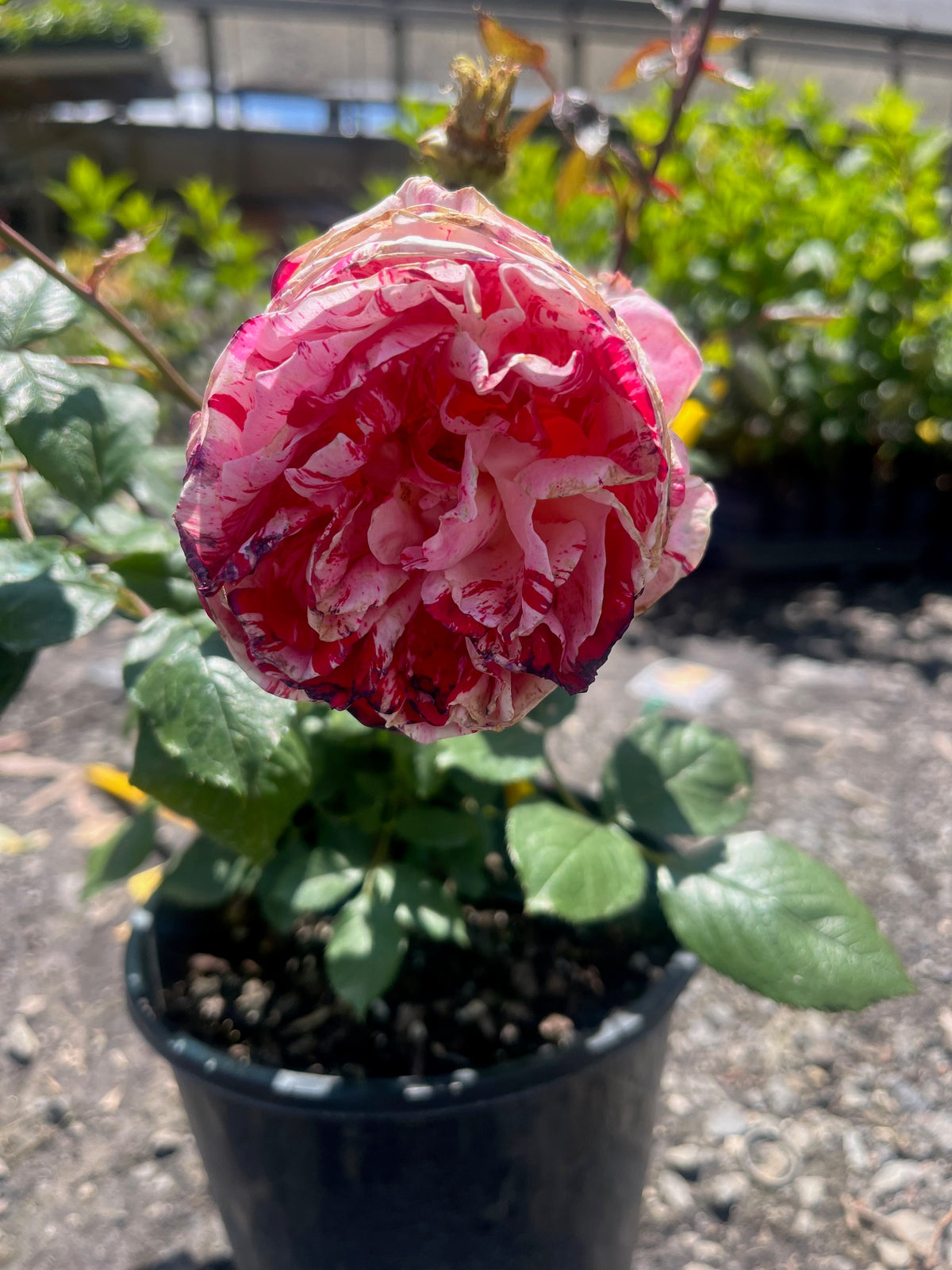 Papagino Floribunda Bush Rose