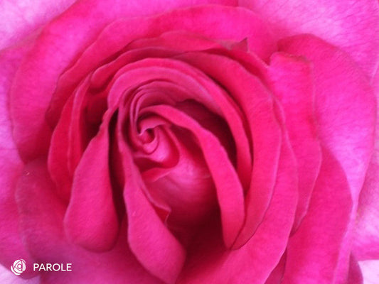 Parole (Syn. "Buxom Beauty") - Hybrid Tea Rose (bare rooted)