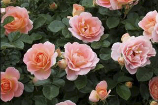 Peach Profusion Bush