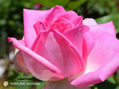 Perfume Passion - Hybrid Tea 2ft Standard Rose (bare rooted)