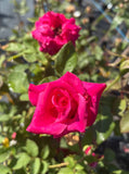 Peter Frankenfeld Hybrid Tea 2ft patio standard