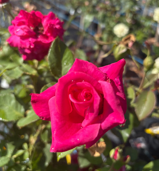 Peter Frankenfeld Hybrid Tea 2ft patio standard