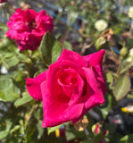 Peter Frankenfeld Hybrid Tea 2ft patio standard