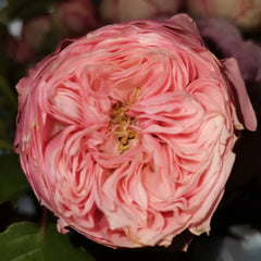 Pin up - Bareroot