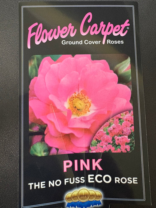 Flower Carpet Pink 2ft Patio (Bareroot)