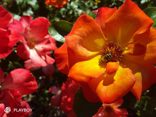 Playboy - Floribunda Rose (bare rooted)