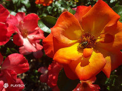 Playboy - Floribunda Rose (bare rooted)