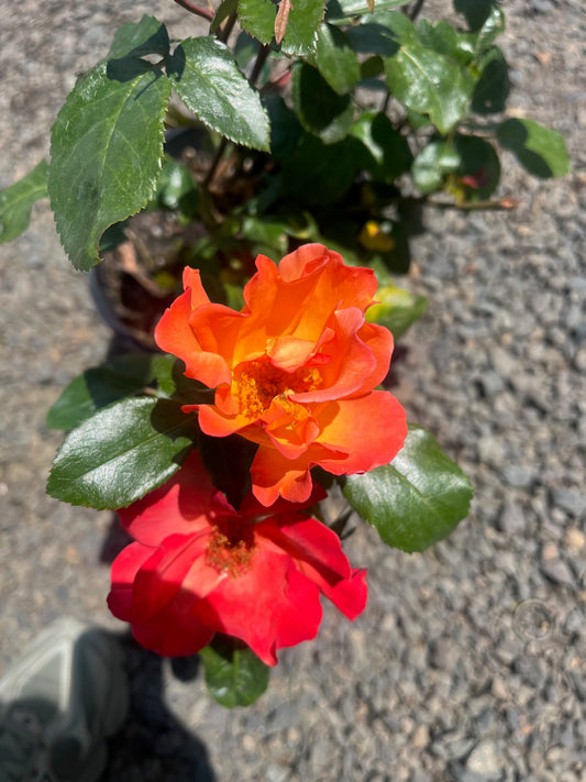 Polarstern Hybrid Tea Bush Rose
