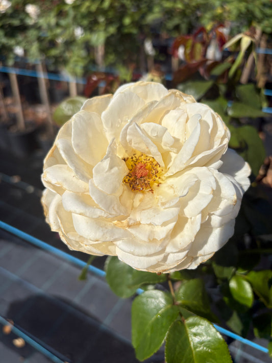 Precious Michelle Hybrid Tea 2ft patio standard