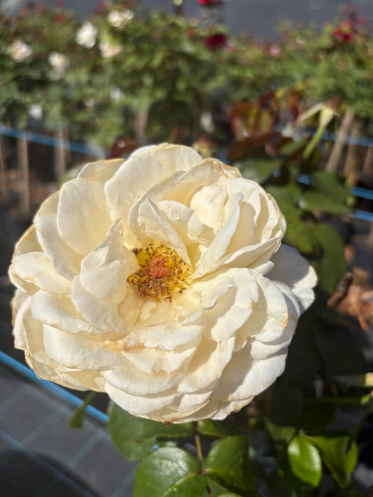 Precious Michelle Hybrid Tea 2ft patio standard