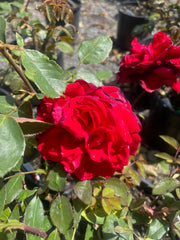 Precious Platinum Hybrid Tea Bush Rose