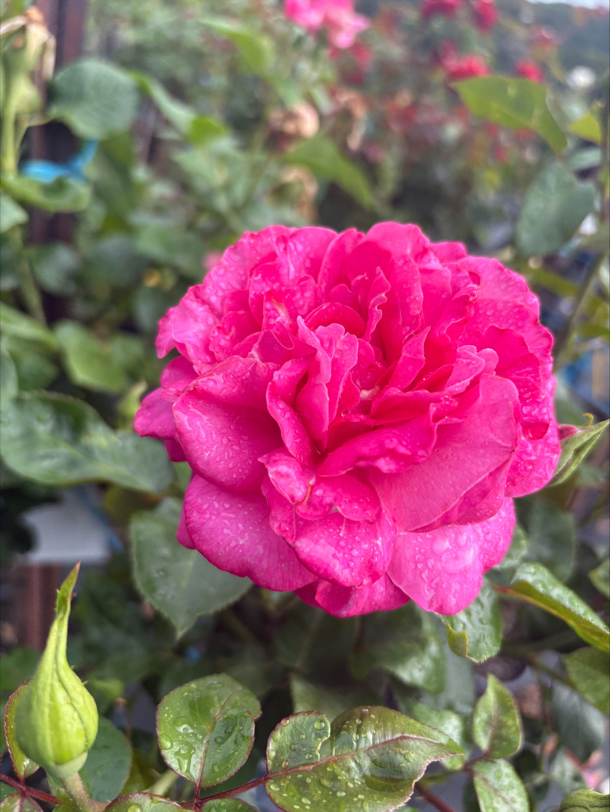 Manou Meilland Hybrid Tea 2ft patio standard