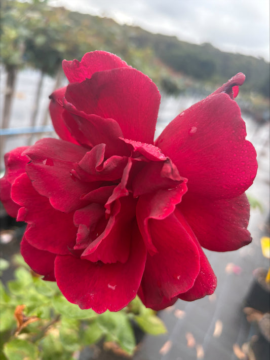 Oklahoma - Hybrid Tea Rose 2ft patio standard