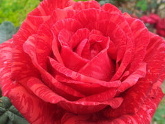Red Intuition - Delbard Rose