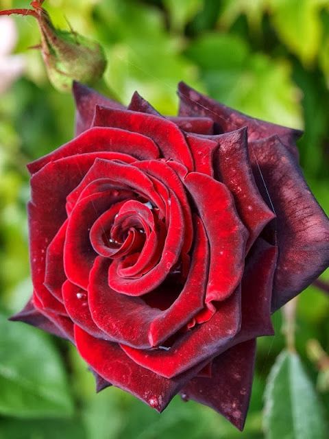 Red Velvet -Bareroot