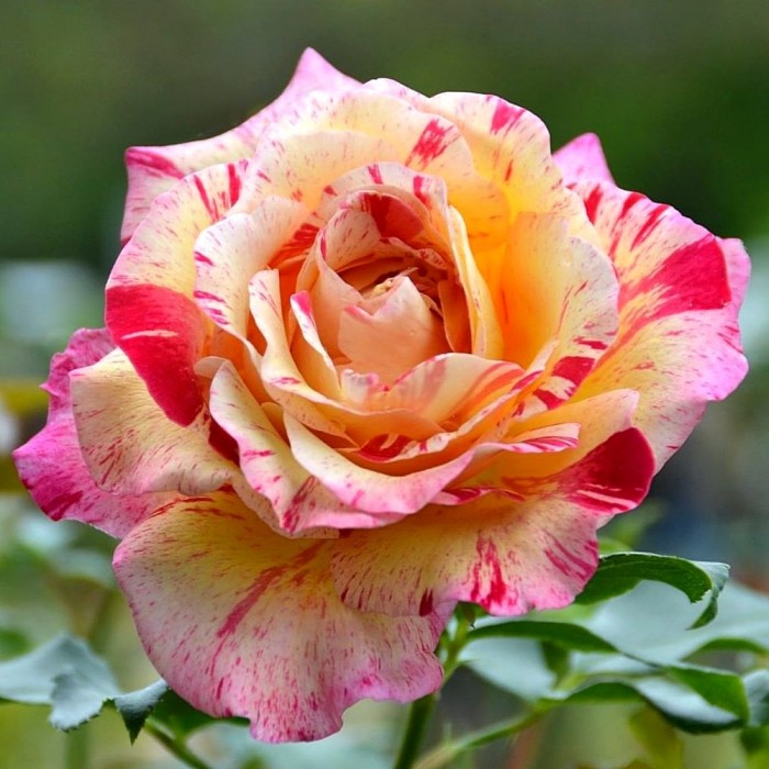 Camille Pisarro Delbard Bush Rose