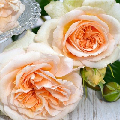 Showpiece™ Champagne New Release Bush Rose