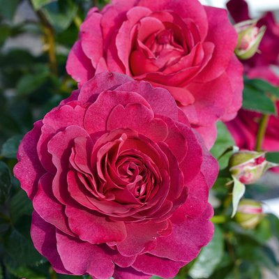 Showpiece™ Berry New Release Bush Rose