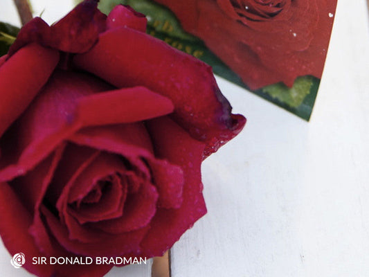 Sir Donald Bradman - Hybrid Tea Rose (bare rooted)