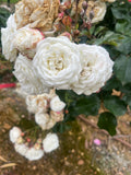 Snow Kiss New Release Miniature & Mini Flora Bush Rose