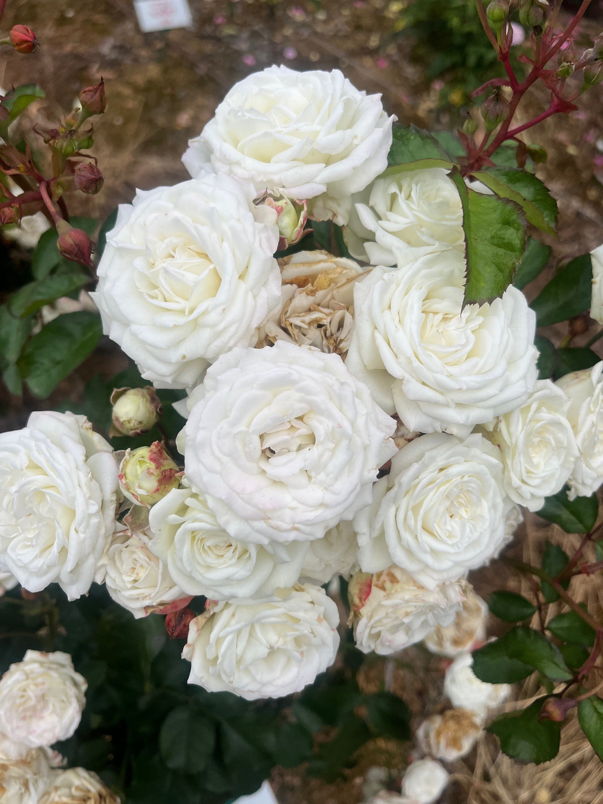 Snow Kiss New Release Miniature & Mini Flora Bush Rose