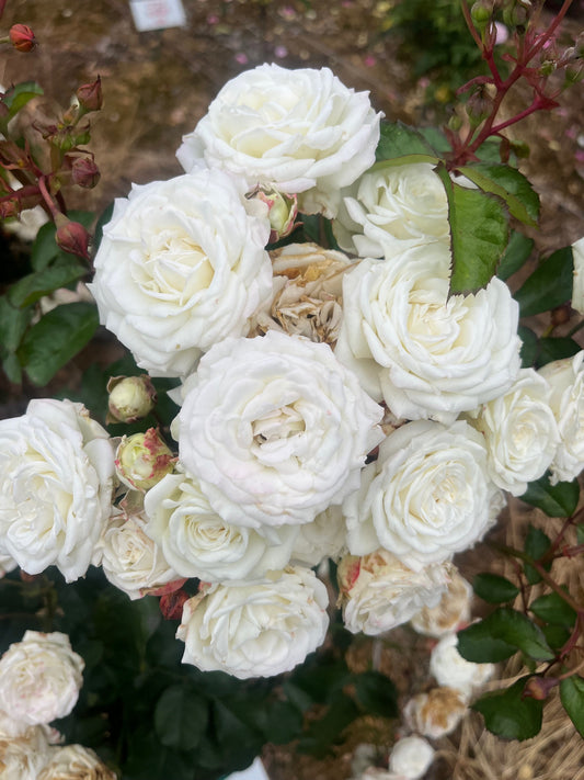 Snow Kiss New Release Miniature & Mini Flora Bush Rose