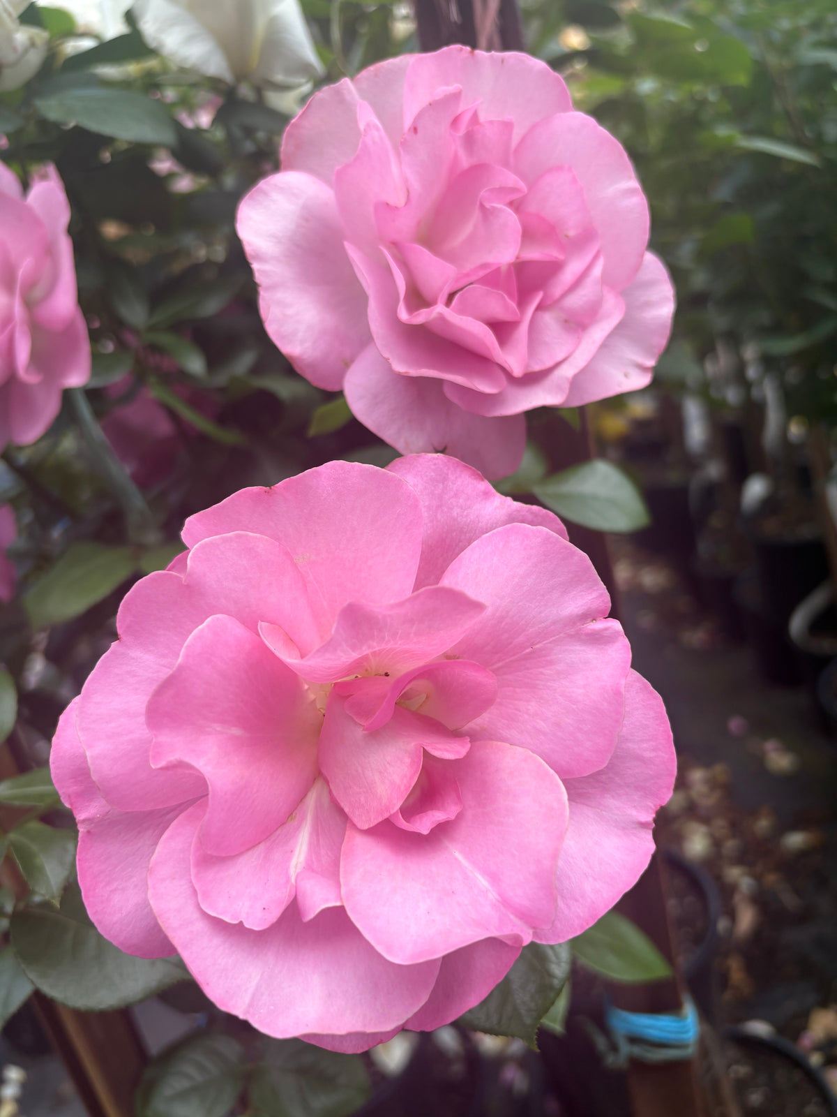 So In Love Floribunda 2ft patio standard