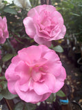 So In Love Floribunda 2ft patio standard