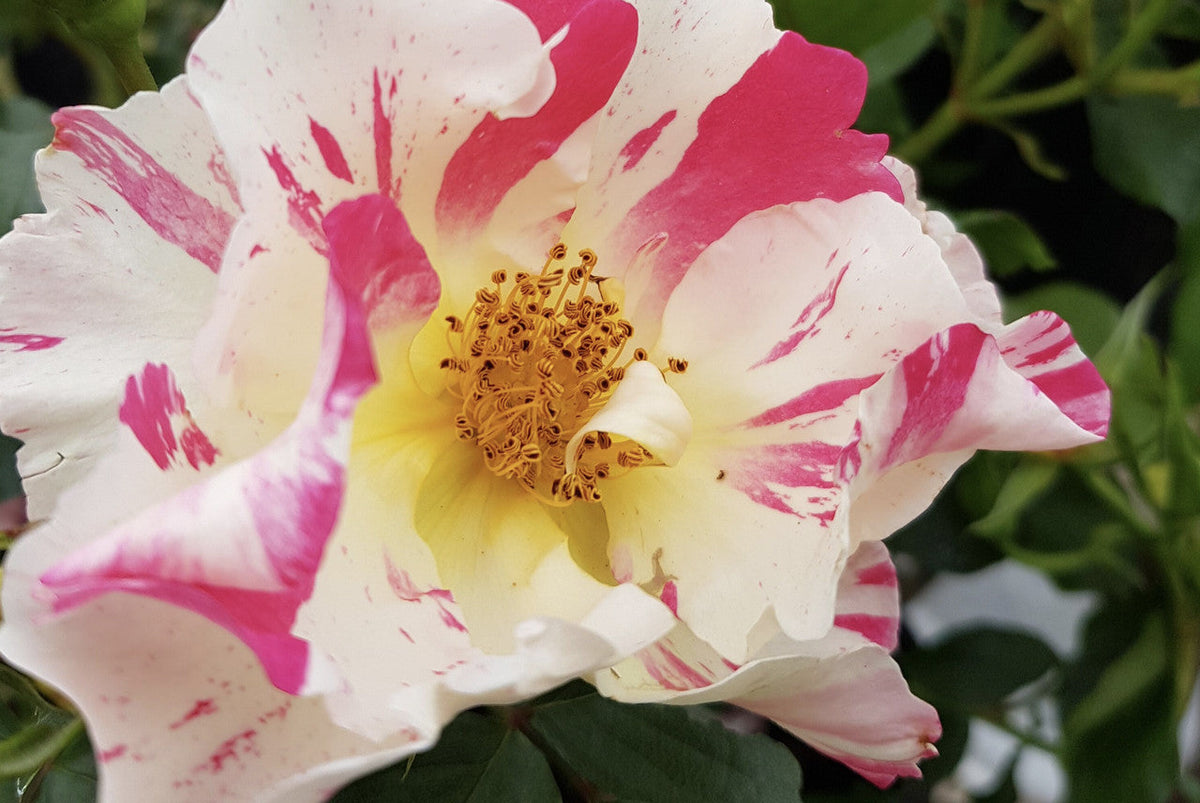Soaring Spirits - Climbing Rose