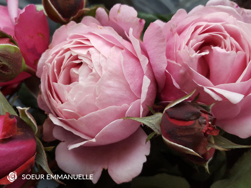 Soeur Emmanuelle - Delbard Rose (bare rooted)