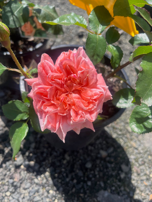 Sonia Hybrid Tea Bush Rose (bare-rooted)