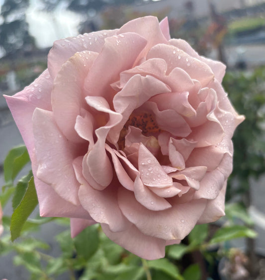 Soul Sister -2ft patio standard