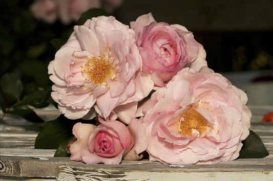 Souvenir de Louise Amade Bush Rose