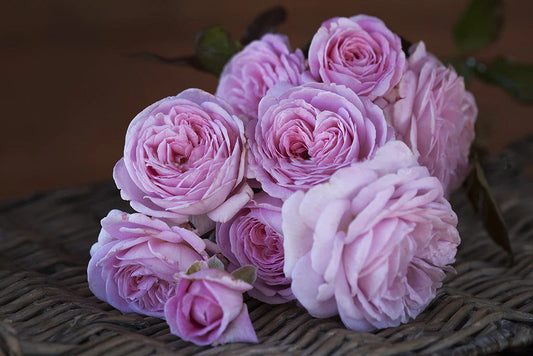 Summer Romance Bush bareroot