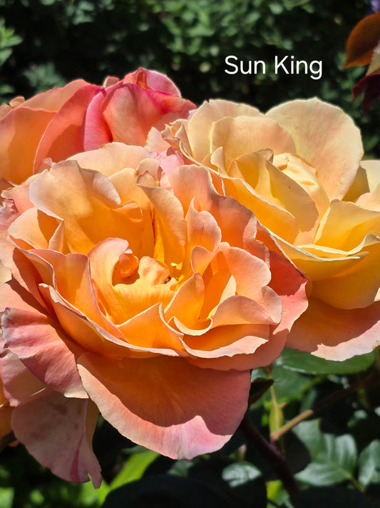 Sun King Bush Rose (Bare-rooted)