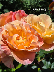 Sun King Bush Rose (Bare-rooted)