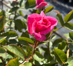Sweet Memory Hybrid Tea Rose New Release 2 ft Patio Standard (Bareroot)