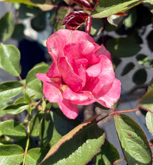 Sweet Memory Hybrid Tea Rose New Release 2 ft Patio Standard (Bareroot)