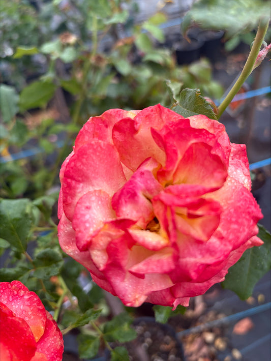 Tequila Sunrise Hybrid Tea Bush Rose (Bareroot)
